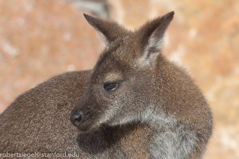 wallaby